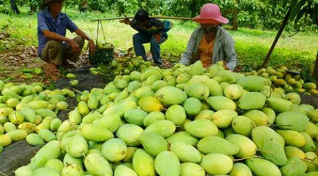 Vietnam officially begins mango exports to US