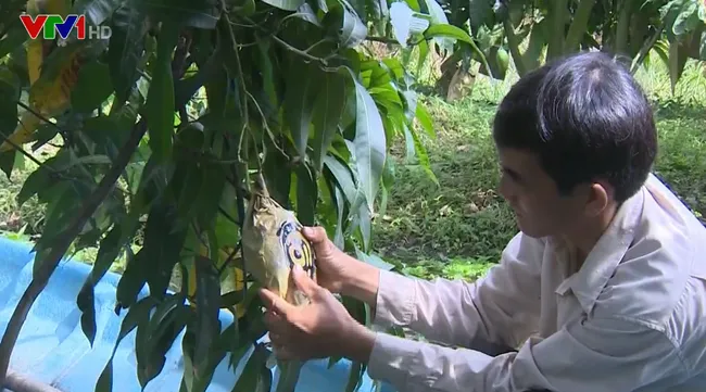 Fruits carved with messages gain popularity for Tet