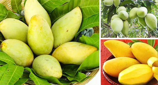 Vietnamese mangoes enter South Korean supermarkets