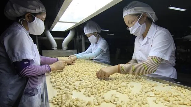 Vietnam targets US$4 billion from cashew exports in 2020