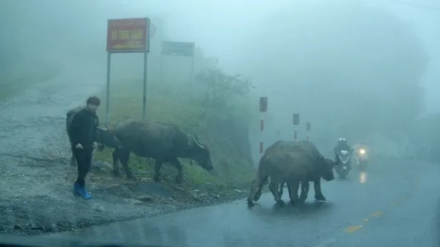 Farmers urged to keep their cattle warm as temperatures plunge in the North