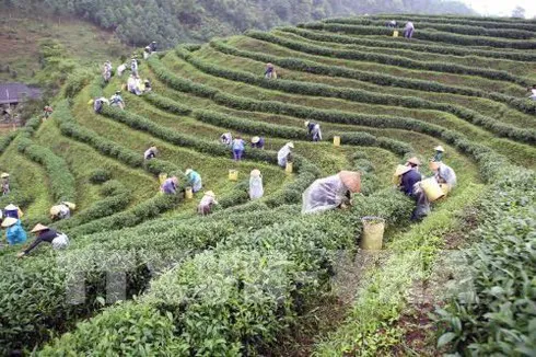 Thai Nguyen festival honours tea processing industry