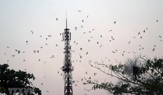 Tours connected to swift raising villages in Kien Giang