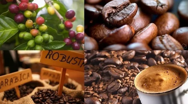 Coffee exports enjoy major surge to EU market