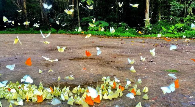 Cuc Phuong night tour a nocturnal extravaganza for explorers