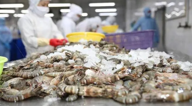 Shrimp exports see double-digit growth despite COVID-19 impact