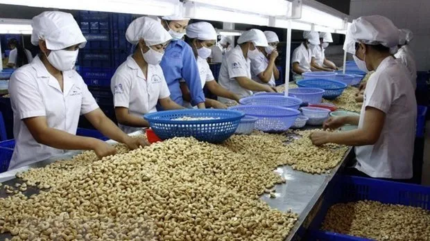 Vietnam remains world leading exporter of cashew nuts