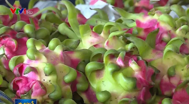 Export of dragon fruit by sea to be promoted