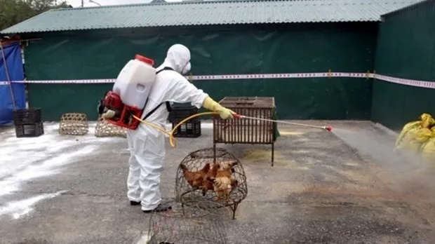 Actively responding to avian influenza