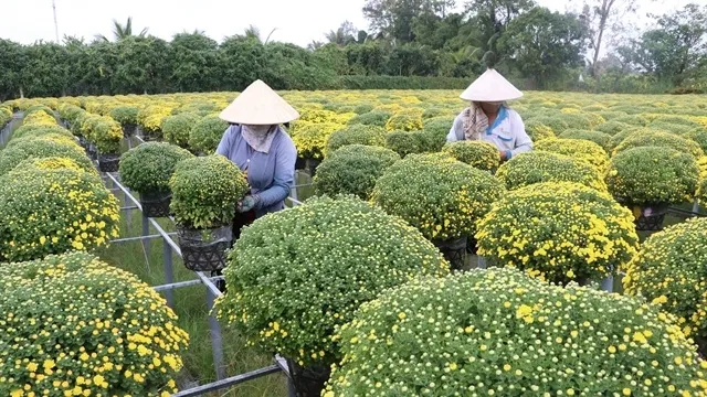 Mekong Delta farmers expect good harvest of Tet flowers