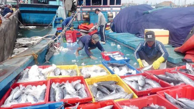 Khanh Hoa’s tuna fishermen net high profits