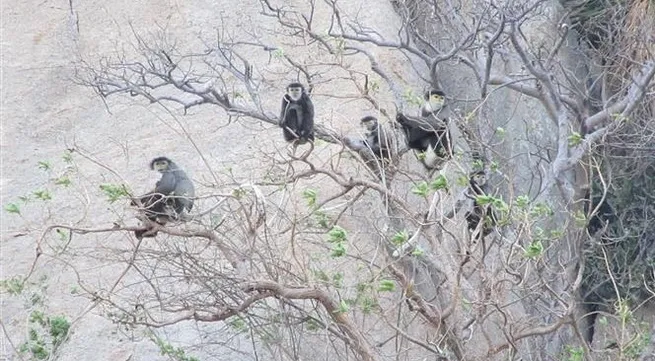Black shanked douc langurs found in Ninh Thuan