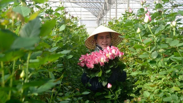 Lam Dong province sees sharp increase in flower export