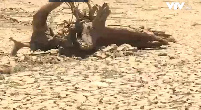 Saline intrusion damages fruit trees in the Mekong Delta