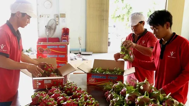 Vietnam’s red flesh dragon fruits favoured at Australian market