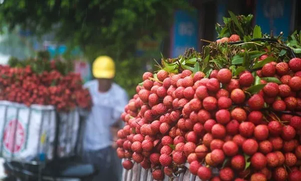 Removing difficulties for exporting lychee to Japan