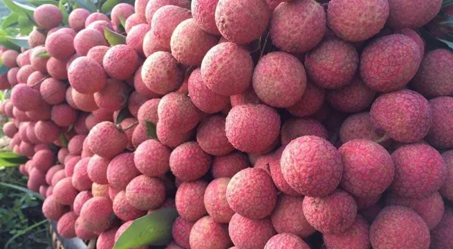 Japanese experts to inspect fresh lychee exports in Vietnam