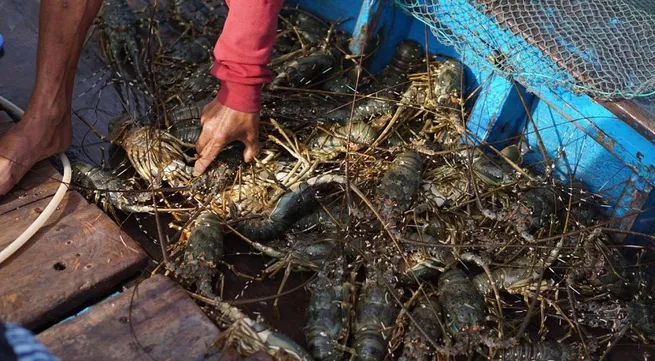 Measures needed to promote sustainable spiny lobster farming in Vietnam