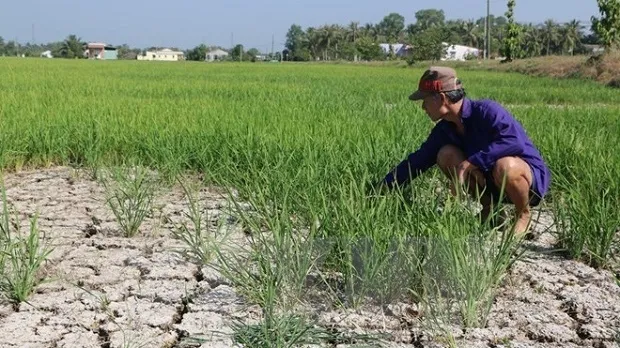 VND530 billion earmarked for drought, saltwater intrusion prevention in Mekong Delta region