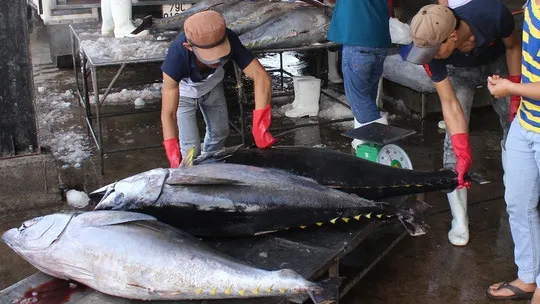 EU to remove tax on 11,500 tonnes of Vietnamese canned tuna