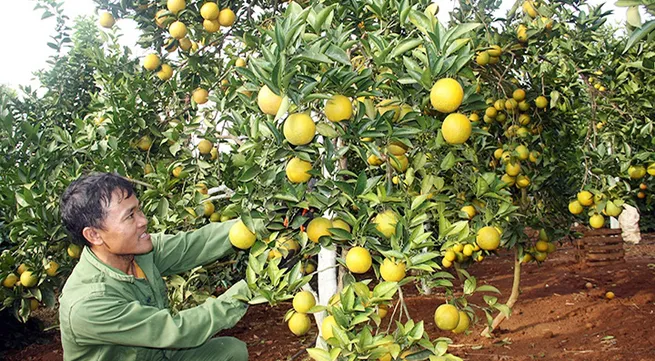 Vietnamese fruits reach out to the world
