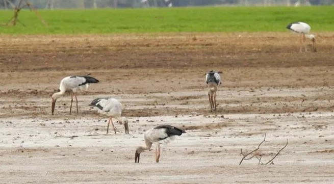 Dong Nai: Rare birds flock to Tri An Lake