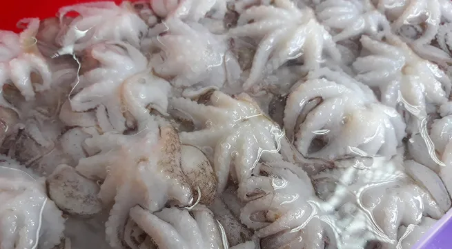 Vietnam’s squid and octopus exports return to growth