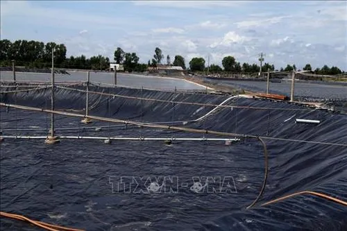 Trà Vinh promotes super – intensive shrimp farming