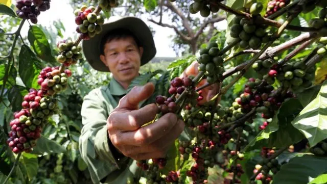 118,202ha of old coffee trees replaced in Central Highlands