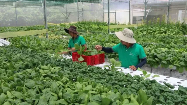 Trà Vinh focuses on developing quality seeds, seedlings