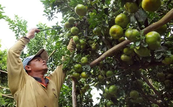 Mekong Delta needs to be innovative to overcome climate change: experts