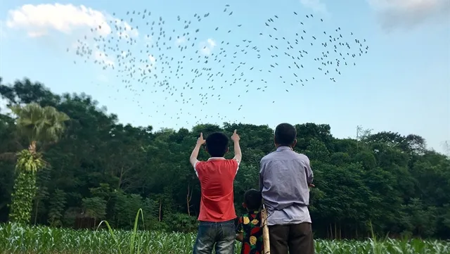 Old man spends whole life protecting storks