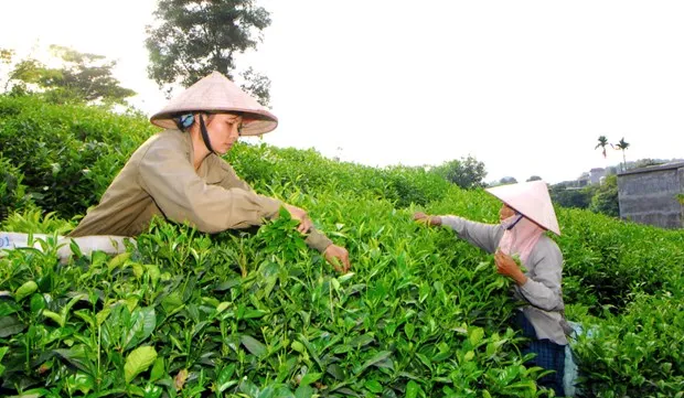 Việt Nam’s export of tea to Taiwan up