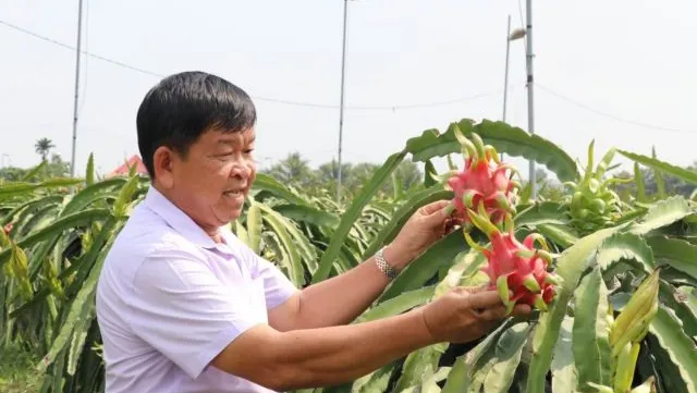 Long An Province seeks to expand use of advanced techniques to grow dragon fruit