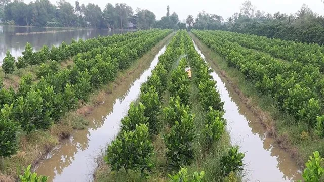 Ineffective rice fields successfully transformed into fruit gardens