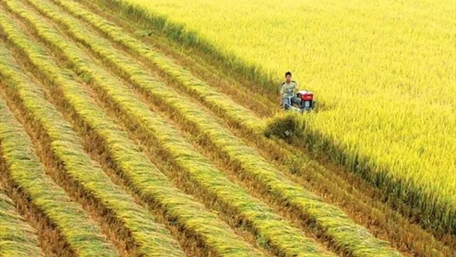 VN gets help with rice cultivation