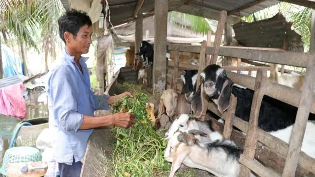 Goat breeding brings high incomes to farmers in Bến Tre
