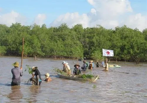 Sóc Trăng forest co-management model helps protect mangroves, improve locals’ incomes