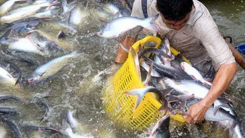 Việt Nam to fall short of fisheries export target