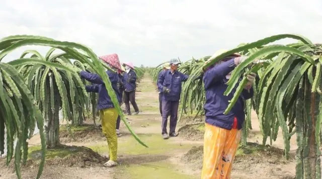 Off-season dragon fruit fetches high price for Tiền Giang farmers