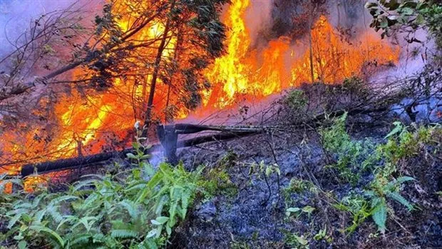 Forest fire in Vĩnh Phúc extinguished