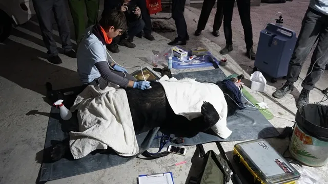 Trafficked bear rescued en route to Hà Tĩnh Province