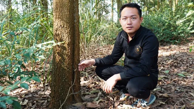 Forest plantations lift Phú Thọ farmers' lives for good