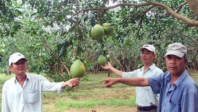 Creating brand names for Southeastern farm produce