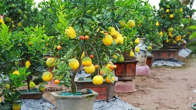 Five-fruit trees, plants shaped like rats popular for Tết