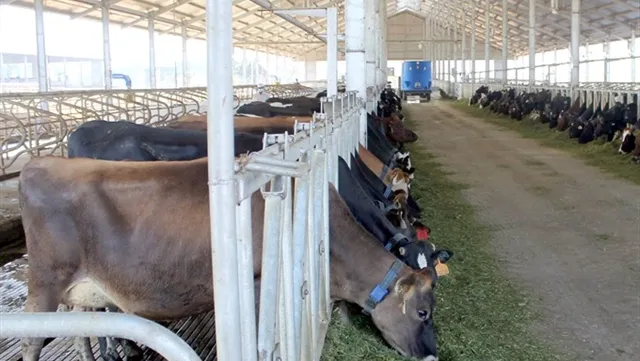 Vinamilk to spend $75m to advance 2019 dividend