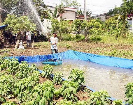 Farmers face early salt water intrusion in Vĩnh Long