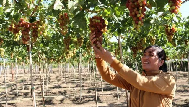 Ninh Thuận targets sustainable grape production
