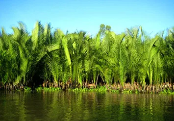 Chemical engineer finds massage the secret to sap