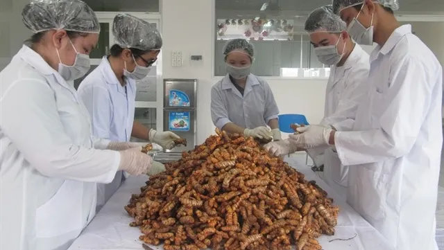 Turmeric offers remedy that profits farmers